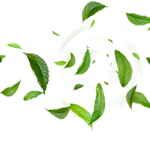 Tea Tree