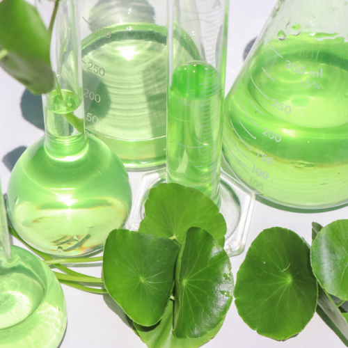 Centella Asiatica(CICA)